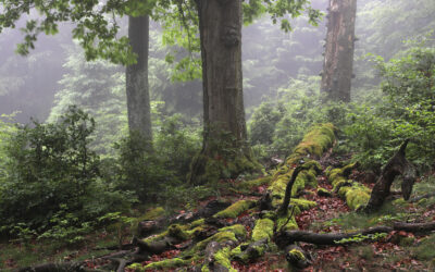 Der letzte Urwald St. Wendels