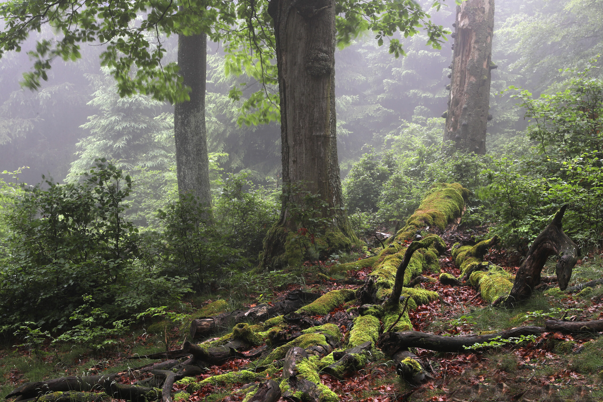 Foto Konrad Funk CS5I0548